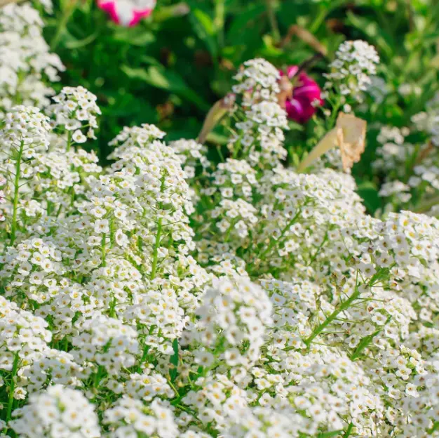 Alyssum Sweet &#39;Tall White&#39; – Heirloom, USA-Grown, Non-GMO – 1,000 Seeds - $11.09 CAD