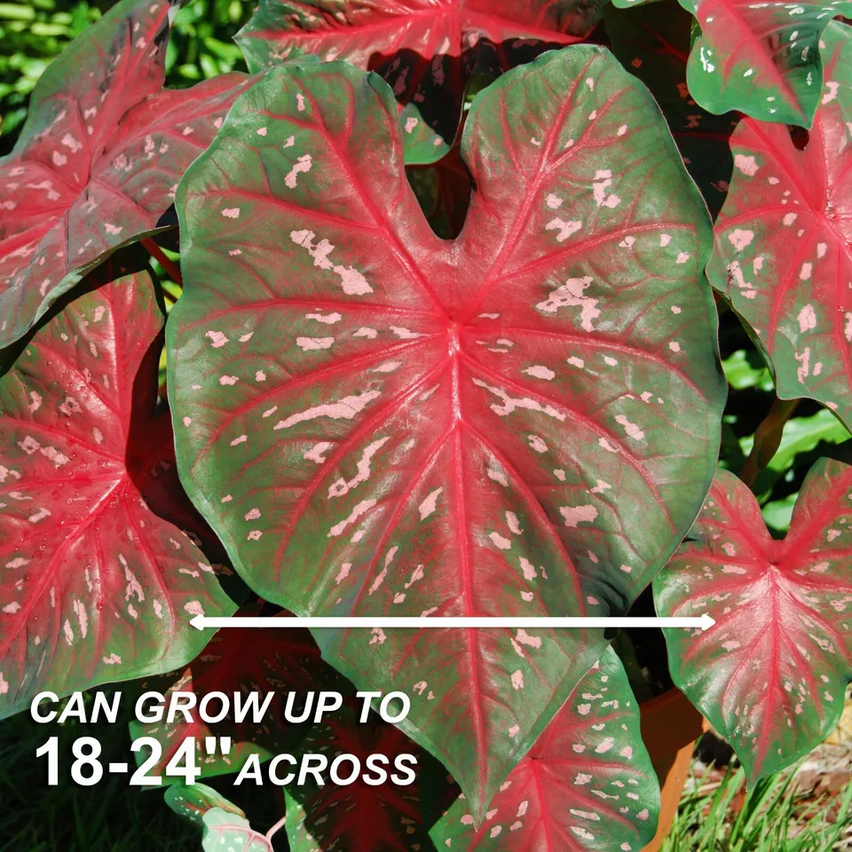 Fancy Red Flash Caladium 10 Bulbs Bare Roots Spring Planting - £20.17 GBP