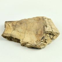 Petrified Wood South Dakota  13.7 oz. 6” x 5" x .75" Wooden Rock Stone image 4