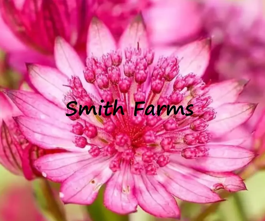 SYST Pink Cerise Button Astrantia Flower 25 Seeds  - £8.20 GBP