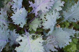1000 Kale Seeds - Mixed Kale Russian Dwarf )ther types - Grows fast - Ch... - $13.26