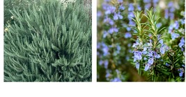 4&#39;&#39; Pot | Rosmarinus officinalis Arp | Arp Rosemary Gardening - £35.96 GBP