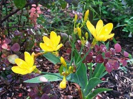 GIB Iris domestica | Hello Yellow | Blackberry Lily | 10 Seeds - £14.38 GBP