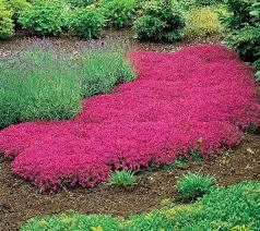 500 HEIRLOOM Creeping Thyme  thymus serpyllum seeds