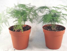 4&quot; Pot 2 Fern Leaf Plumosus Asparagus Fern Live Plant Easy to Grow Houseplant - £56.73 GBP