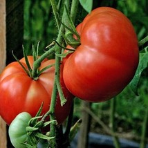 Grow 120 Seeds Burpee&#39;S Big Boy Tomato Seeds Hybrid Organic Non Gmofresh - $9.11