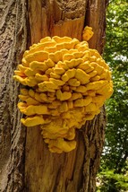 30x Organic Mushroom Plugs Spawn Mycelium CHICKEN of the WOODS Mushroom Growing - $13.94