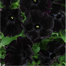 Petunia Black Velvet Bonsai Annnual Flowers 200 Seeds Slightly Ruffled Flower Ga - $6.22