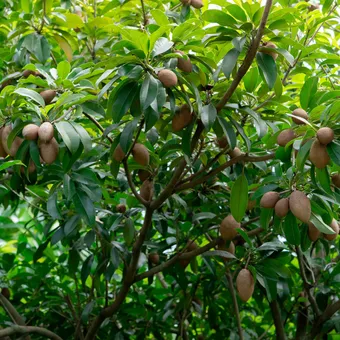Fruit Tree: SAPODILLA (Manilkara zapota) 10 to 18 inches Live Plant - £57.17 GBP