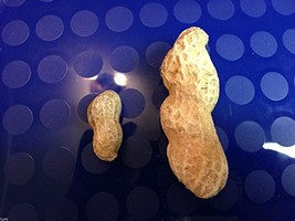 5 Worlds Largest Peanuts-1264 - £3.16 GBP