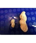 5 Worlds Largest Peanuts-1264 - $2.98