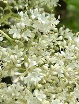 PSA Southern Catalpa Catalpa Bignonioides 20 Seeds Fish Bait Cigar Tree ... - $13.43