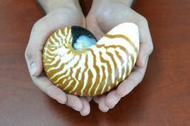 Brown Tiger striped CHAMBERED NAUTILUS SHELL decoration 4&quot; - 5&quot; 7807 - £23.59 GBP