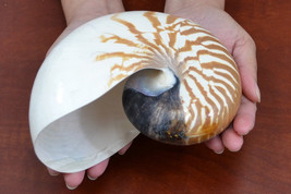 Brown striped CHAMBERED NAUTILUS SHELL decoration 5&quot; - 6&quot; #7084 - £55.31 GBP