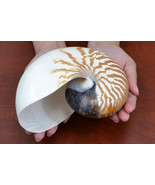 Brown striped CHAMBERED NAUTILUS SHELL decoration 5&quot; - 6&quot; #7084 - $70.00
