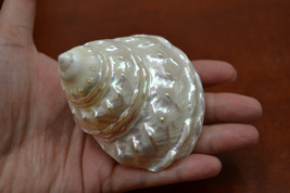 mother of PEARL pearlized ASTREA UNDOSA sea shell 3" - 4" #7044 - $9.00