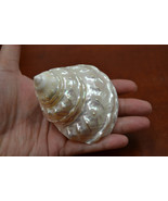 mother of PEARL pearlized ASTREA UNDOSA sea shell 3&quot; - 4&quot; #7044 - $9.00