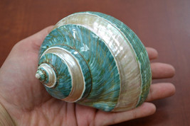 Polished GREEN JADE Banded Turbo Hermit CRAB Sea Shell 4" - 4 1/2" 7067 - $20.00