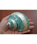 Polished GREEN JADE Banded Turbo Hermit CRAB Sea Shell 4&quot; - 4 1/2&quot; 7067 - $20.00