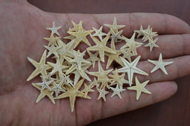 90 Pcs SMALL STARFISH Star Sea Shell Beach CRAFT 1/2&quot; - 3/4&quot; #7459 - £5.48 GBP