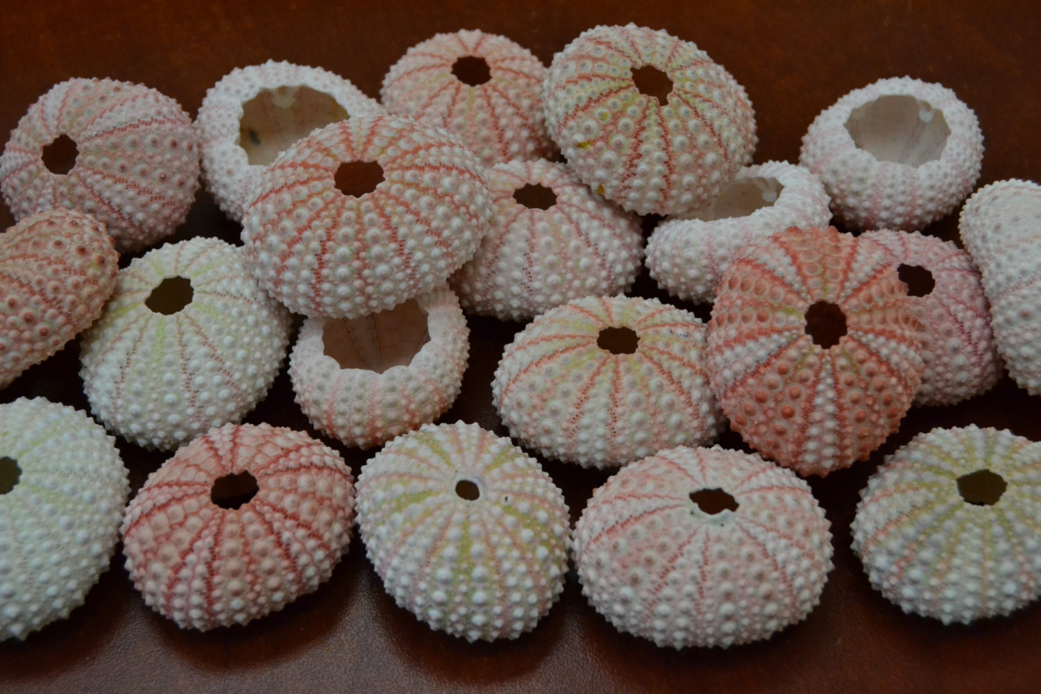 Primary image for 25 Pieces Pink URCHINS Sea Shell Beach Wedding #7396