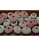 25 Pieces Pink URCHINS Sea Shell Beach Wedding #7396 - $15.00