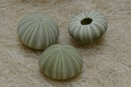 3 Pieces Green URCHINS Sea Shell Beach Wedding #7393 - £7.11 GBP