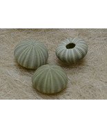 3 Pieces Green URCHINS Sea Shell Beach Wedding #7393 - $9.00