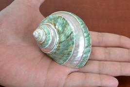 Polished Pearl GREEN JADE Banded Turbo Hermit CRAB Sea Shell 3" #7068 - £7.99 GBP