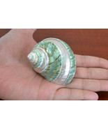 Polished Pearl GREEN JADE Banded Turbo Hermit CRAB Sea Shell 3&quot; #7068 - $10.00