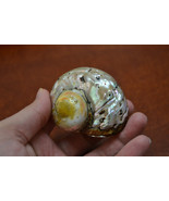 south africa SARMATICUS turbo sea shell HERMIT crab 2&quot; - 2 1/2&quot; #7070B - $7.00
