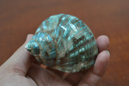 green mother of PEARL JADE TURBO sea shell hermit crab 2" - 2 1/2" 7064 - £5.59 GBP