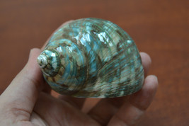 green mother of PEARL JADE TURBO sea shell hermit crab 3&quot; - 3 1/2&quot; #7065 - $9.00