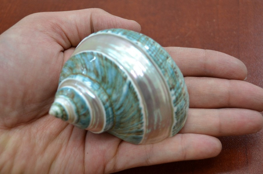 Polished GREEN JADE Banded Turbo Hermit CRAB Sea Shell 3" - 3 1/2" 7069 - $12.00