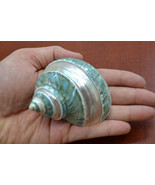 Polished GREEN JADE Banded Turbo Hermit CRAB Sea Shell 3&quot; - 3 1/2&quot; 7069 - £9.59 GBP