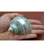 Polished GREEN JADE Banded Turbo Hermit CRAB Sea Shell 3&quot; - 3 1/2&quot; 7069 - $12.00