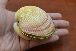 CARDIUM PESODOLIMA sea Shell Trinket Box Coin Purse 7320 - £9.43 GBP