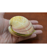 CARDIUM PESODOLIMA sea Shell Trinket Box Coin Purse 7320 - £9.43 GBP