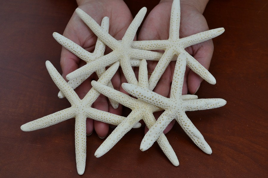 6 Pcs WHITE Pencil STARFISH Star Sea Shell Wedding Beach Craft 4" - 5" 7368 - $10.00