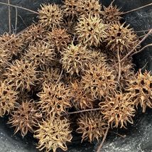 1 Gallon Sweet Gum Balls 100+ Pods)  Arts &amp; Crafts - $7.92