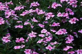 BPA  100 Dwarf Pink Periwinkle Seeds Vinca Rosea Delicata Flowers Ground Cover - £7.18 GBP