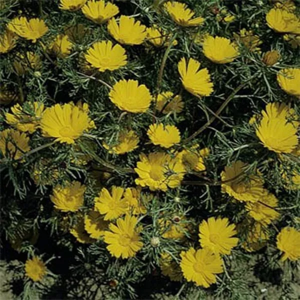 Cladanthus Arabicus Palm Springs Daisy 100 Seeds Fresh Garden - £4.91 GBP