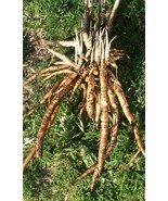 Sugar Root - Skirret - Crummock - Sium sisarum - 25+ seeds - R 152 - £1.56 GBP