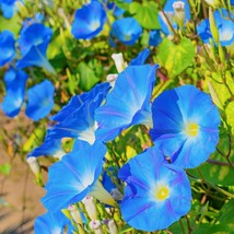 Morning Glory Heavenly Blue Seeds 30 Floweruntreated Annual Fresh Garden - $3.98