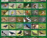 British Wild Birds Poster A2 59x42cm Garden Bird Watching Guide Feeder B... - $9.96