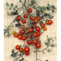 Sweet Pea Currant Tomato 30  Seeds . A plant produces thousands of fruit. USA - £8.63 GBP