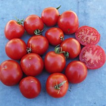 Early Tanna Tomato Heirloom Seeds Gourmet Grown To Organic Standards Open Pollin - $11.43