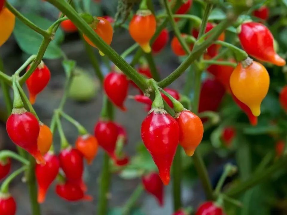 BPASTORE 50 Seeds Biquinho Red Pepper Heirlooms - $9.43