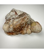 Crazy Lace Agate Rough Specimen Botryoidal Bubble Mexico 1 lb 8 oz Vtg - $41.66 CAD