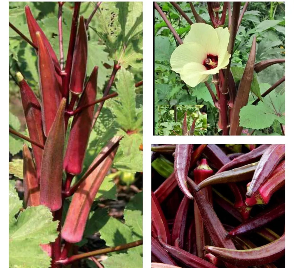 30+ SEEDS Red Burgundy Okra Seeds NON GMO Heirloom - £3.18 GBP